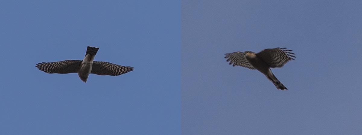 Flug